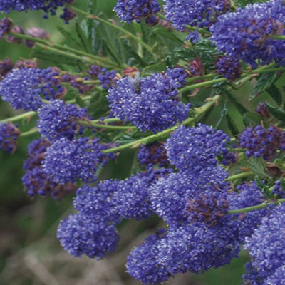 Ceanothus Concha - Outdoor Flowering Shrub, Ideal for UK Gardens, Compact Size (15-30cm Height Including Pot)