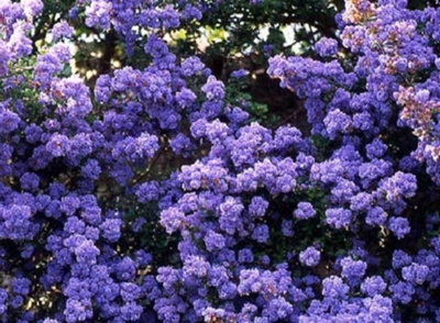 Ceanothus Dentatus Blue Californian Lilac 3-4ft Supplied in a 3 Litre Pot
