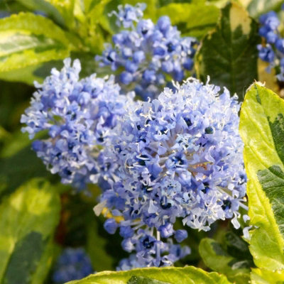 Ceanothus 'El Dorado' in 9cm Pot - Californian Lilac - Lime Green Leaves
