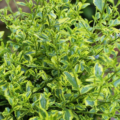 Ceanothus 'El Dorado' in 9cm Pot - Californian Lilac - Lime Green Leaves - 3