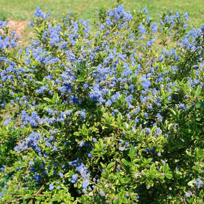 Ceanothus 'El Dorado' in 9cm Pot - Californian Lilac - Lime Green Leaves - 4