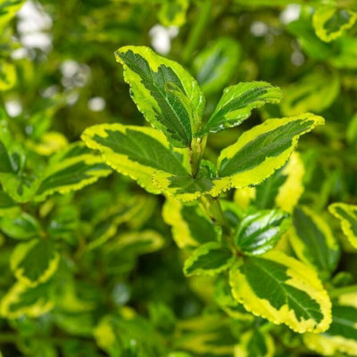 Ceanothus 'El Dorado' in 9cm Pot - Californian Lilac - Lime Green Leaves - 5