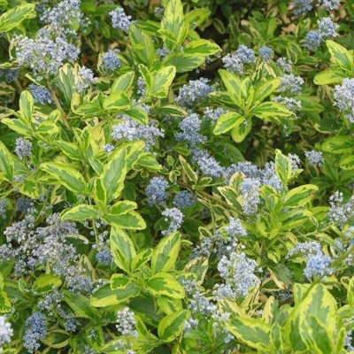 Ceanothus 'El Dorado' in 9cm Pot - Californian Lilac - Lime Green Leaves - 6