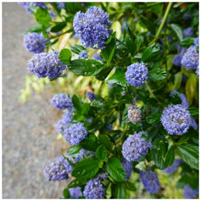 Ceanothus Repens/ Californian Lilac Repens In 2L Pot, Lovely Light Blue Flowers 3FATPIGS