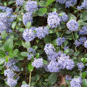 Ceanothus Repens - Outdoor Flowering Shrub, Ideal for UK Gardens, Compact Size (15-30cm Height Including Pot)