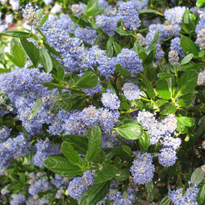 Ceanothus Repens - Outdoor Flowering Shrub, Ideal for UK Gardens, Compact  Size (15-30cm Height Including Pot)