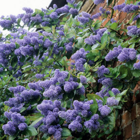 Ceanothus Trewithen Blue - Outdoor Flowering Shrub, Ideal for UK Gardens, Compact Size (15-30cm Height Including Pot)
