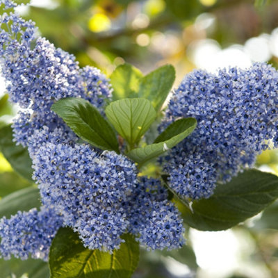 Ceanothus Trewithen Blue Tree - Attractive Blue Flowers, Evergreen ...