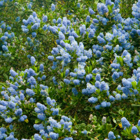 Ceanothus Victoria - Outdoor Flowering Shrub, Ideal for UK Gardens, Compact Size (15-30cm Height Including Pot)