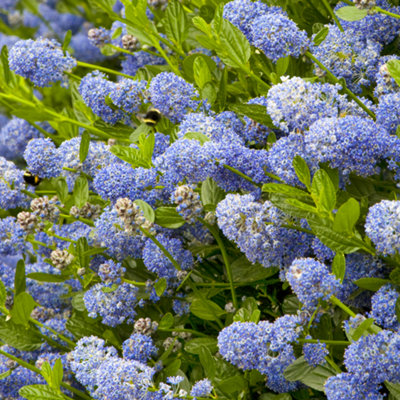 Ceanothus Victoria - Outdoor Flowering Shrub, Ideal for UK Gardens, Compact Size (15-30cm Height Including Pot)