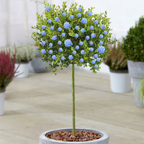 Ceanothus Victoria Patio Tree - Stunning Variety, Ideal for UK Gardens, Compact Size (2-3ft)