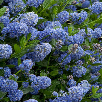 Ceanothus Victoria Patio Tree - Stunning Variety, Ideal for UK Gardens, Compact Size (2-3ft)