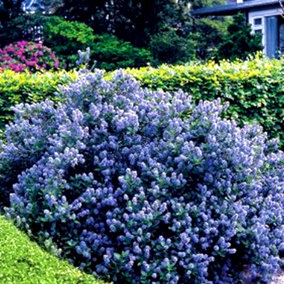 Ceanothus Yankee Point - Outdoor Flowering Shrub, Ideal for UK Gardens, Compact Size (15-30cm Height Including Pot)