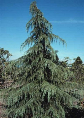 Cedrus Deodara Evergreen Cedar Tree Supplied in a 3 Litre Pot