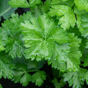 Celery Leaf Herb Plant - Crisp and Refreshing Stalks, Versatile, Easy to Grow (5-15cm Height Including Pot)