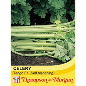 Celery Tango F1 Hybrid 1 Seed Packet (75 Seeds)