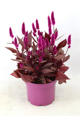 Celosia Mystic Shades, 19cm Pot Size, 45cm Tall, Celosia,Indoor Houseplant