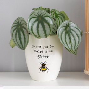 Ceramic Indoor Plant Pot with a Busy Bee and Text "Thank you for helping me grow". Gift Idea. (Dia) 11 cm