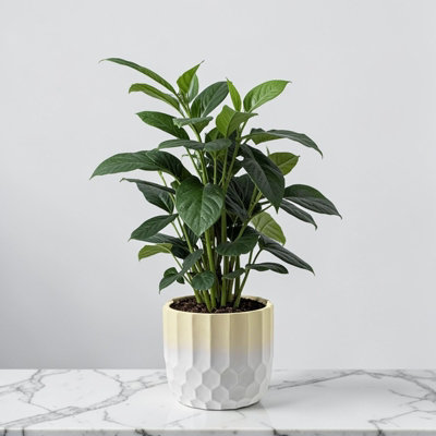 Ceramic Plant Cache Pot. Two Tone Yellow and White. Honeycomb Pattern ...