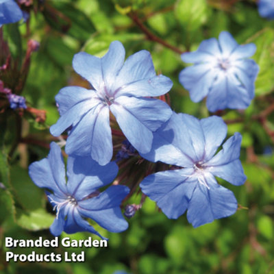Ceratostigma Gentian Blue 30mm Plug Plant x 1