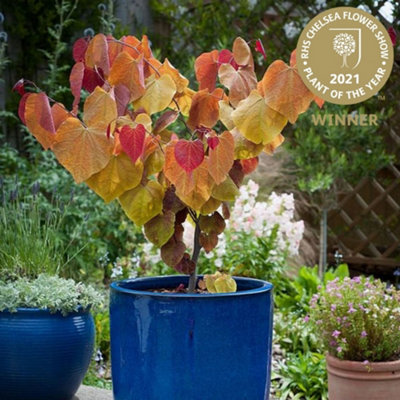 Cercis Eternal Flame 3 Litre Potted Plant x 1