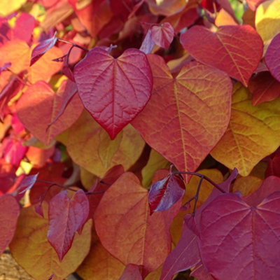 Cercis Eternal Flame 3 Litre Potted Plant x 1