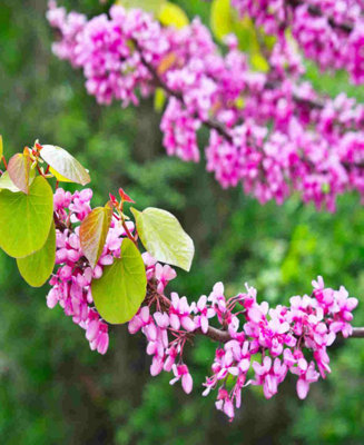 Cercis siliquatrum - Judas Tree - Spring flowering small tree with ...