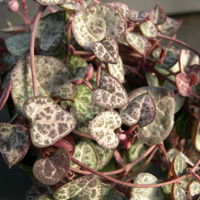 Ceropegia linearis woodii - String of Hearts in 12cm Pot - Trailing Indoor Plant - 3