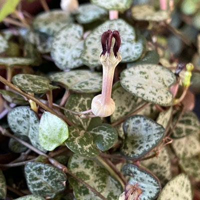 Ceropegia linearis woodii - String of Hearts in 12cm Pot - Trailing Indoor Plant - 4