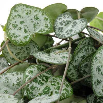 Ceropegia linearis woodii - String of Hearts in 12cm Pot - Trailing Indoor Plant - 5