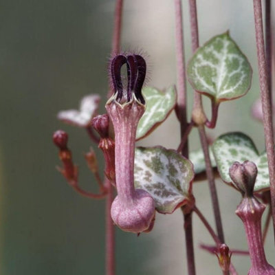 Ceropegia linearis woodii - String of Hearts in 12cm Pot - Trailing Indoor Plant - 6