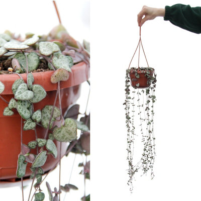 Ceropegia lineraris woodii - String of Hearts Indoor Plant - In 14cm Hanging Pot