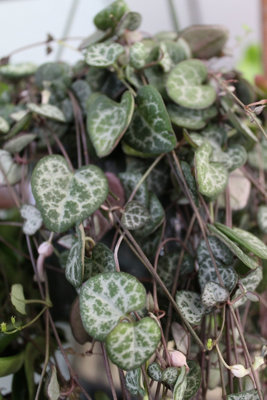Ceropegia lineraris woodii - String of Hearts Indoor Plant - In 14cm Hanging Pot