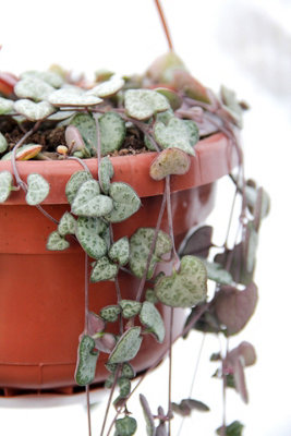 Ceropegia lineraris woodii - String of Hearts Indoor Plant - In 14cm Hanging Pot