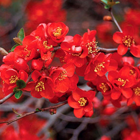 Chaenomeles Crimson and Gold - Outdoor Flowering Shrub, Ideal for UK Gardens, Compact Size (15-25cm Height Including Pot)