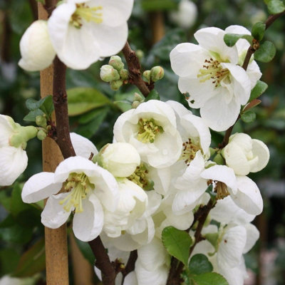 Chaenomeles Jet Trail in 9cm Pot - Flowering Quince - Ready to Plant - Pollinator Friendly