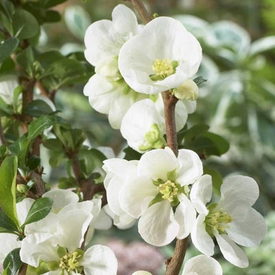 Chaenomeles Jet Trail in 9cm Pot - Flowering Quince - Ready to Plant - Pollinator Friendly