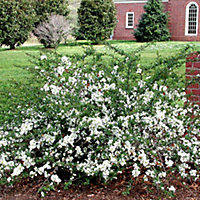 Chaenomeles Jet Trail - Japanese Quince, White Flowers, Hardy Shrub (20-30cm Height Including Pot)