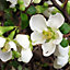 Chaenomeles Jet Trail - Japanese Quince, White Flowers, Hardy Shrub (20-30cm Height Including Pot)