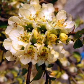 Chaenomeles Lemon and Lime - Outdoor Flowering Shrub, Ideal for UK Gardens, Compact Size (15-30cm Height Including Pot)