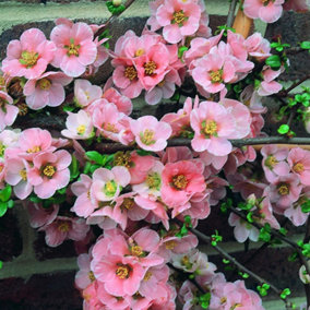 Chaenomeles Madame Butterfly - Outdoor Flowering Shrub, Ideal for UK Gardens, Compact Size (15-30cm Height Including Pot)