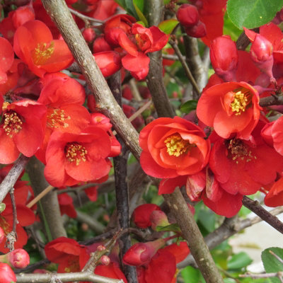 Chaenomeles Nicoline in 9cm Pot - Flowering Quince - Pollinator Friendly