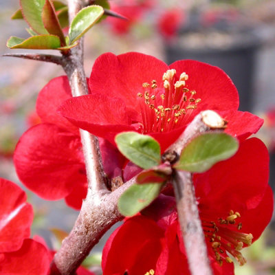Chaenomeles Nicoline in 9cm Pot - Flowering Quince - Pollinator Friendly