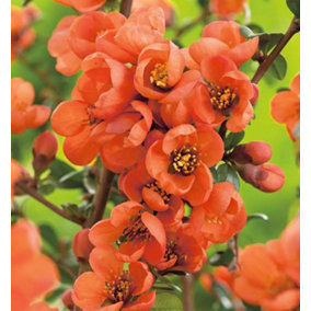 Chaenomeles Orange Trail Japanese Quince Flowering Shrub 3ft in a 3 Litre Pot
