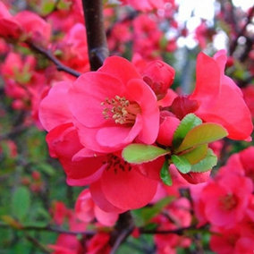 Chaenomeles Pink Lady - Outdoor Flowering Shrub, Ideal for UK Gardens, Compact Size (15-30cm Height Including Pot)