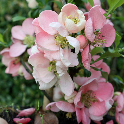 Chaenomeles Pink Trail in 9cm Pot - Flowering Quince - Ready to Plant - Pollinator Friendly