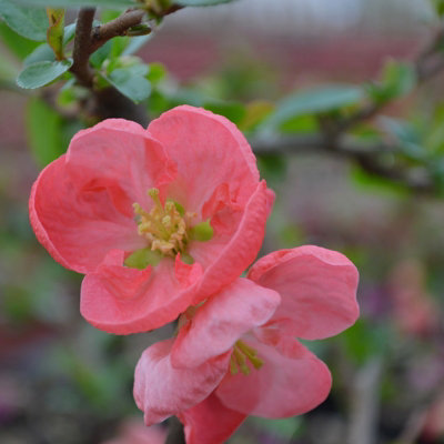 Chaenomeles Pink Trail in 9cm Pot - Flowering Quince - Ready to Plant - Pollinator Friendly - 3