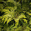 Chamaecyparis Ivonne - Upright Shape, Bright Green Foliage, Evergreen Conifer (20-30cm Height Including Pot)