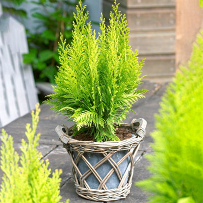 Chamaecyparis Stardust - Golden-Yellow Foliage, Evergreen Conifer, Hardy (20-30cm Height Including Pot)