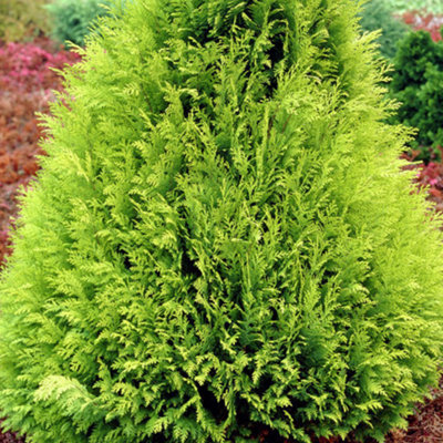 Chamaecyparis Stardust - Golden-Yellow Foliage, Evergreen Conifer, Hardy (20-30cm Height Including Pot)